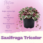 Strawberry Begonia Plant Live, Saxifraga Tricolor Plant, Begonia Live Plant, Variegated Foliage Perennial, 3.25 Inches Pot for Growing