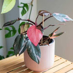 2 Assorted Princess Philodendron Plants, Variegated Leaf Houseplant, Tropical Indoor Plant 5 to 8 Inches Tall Well-Rooted, No Pot