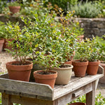 Live Black Huckleberry Bush in 5" Pot, Edible Sweet Berry Shrub, Fruiting Plant for Outdoor Garden and Patio, 6-10 Inch Tall