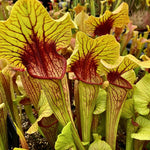 Hybrid Nepenthes Pitcher Plant Live in Pot, Pond Plant, Exotic Tropical for Indoor Outdoor Décor, Easy to Grow, Rare Variety, 7 Months Old