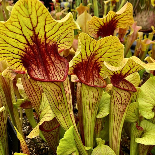 Hybrid Nepenthes Pitcher Plant Live in Pot, Pond Plant, Exotic Tropical for Indoor Outdoor Décor, Easy to Grow, Rare Variety, 7 Months Old