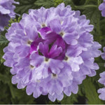 Pack 4 Light Lavender Perennial Verbena Plants, Light Purple Verbena Live Plants, Verbena Flower Trailing Plants Live for Planting, Verbena Plants in Zones 7 to 11