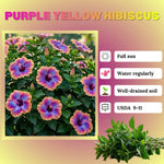 Set of 7 Purple Yellow Hibiscus Cuttings, Hibiscus Flowers Plants, Tropical Flower Plant for Outdoor Gardening