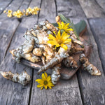 20 Jerusalem Artichoke Roots, Sunchoke Tubers for Planting, Garden Vegetable Root Plants for Outdoor Garden Beds, Raised Beds or Backyard Gardens