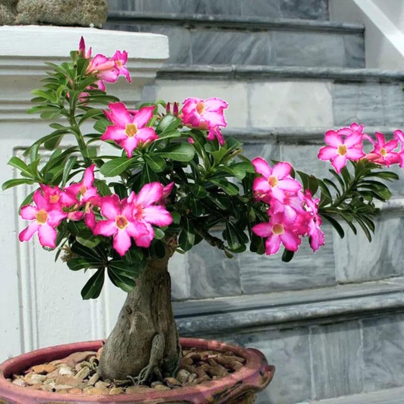 Desert Rose Plant Live, Adenium Desert Rose Plant Live, Perennial Flower Plants, 4-7 Inch Tall (Pink)