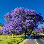 Purple Jacaranda Tree Live Plant, Jacaranda Plant Fully Rooted 6-12'' Tall, Vibrant Flowering Tree for Indoor Outdoor Gardens
