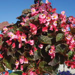 Set of 2 Begonia Angel Wing Maculata Live Plants, 5-9 Inch Tall, Rose Bronze Leaf Polka Dot Begonia for Home and Garden Decor