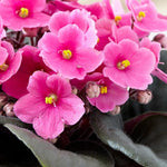 Pink African Violet Live Plant in 4” Pot, Blooming Indoor Houseplant, Easy Care Flowering Plant for Home or Office Décor
