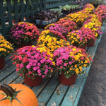 2 Chrysanthemum Plants Live, Mums Plants Live, Chrysanthemum Flowers Perennials Plant - Mixed