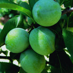 Plum Live Plant, Home Orchard Tree, 2-3 Ft Tall