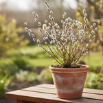 Set 2 Willow Plants Live Bare Root 1-2 Feet Tall, Dormant Willow Live Plants for Outdoor Garden Landscaping (Pussy Willow)