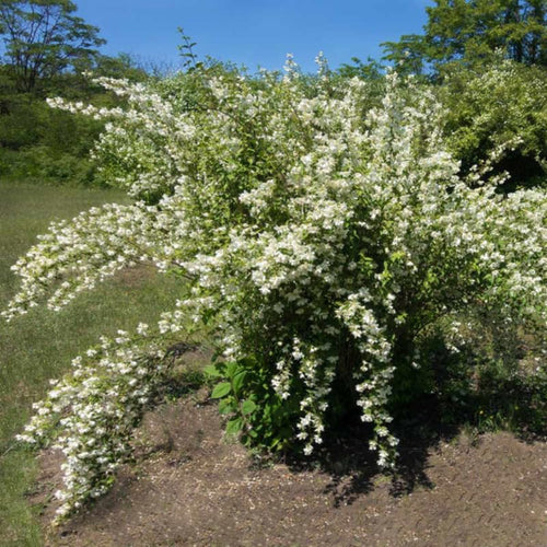 1-2 Years Old Mock Orange Live Plants Tree, Philadelphus Shrubs White Flower, Fragrant Tree for Planting