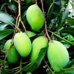 No CA, Grafted Mango Plant Live Tree, 2-3 Ft Tall in 3 Gallon Pot, High-Yielding for Spring Planting (Lemon)