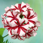 Pack 4 Bicolor Perennial Verbena Plants, Red White Verbena Live Plants, Verbena Flower Trailing Plants Live for Planting, Verbena Plants in Zones 7 to 11