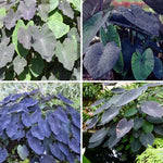 Set 2 Black Colocasia Elephant Ear Plants Live 4–7 Inches Tall, Tropical Foliage Plants for Outdoor Garden, Large Leaf Plants for Patio, Containers or Landscape
