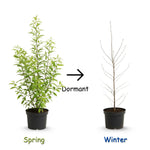 2 Willow Tree Seedlings 6-12'' Tall, Dormant, Bare Roots, Hardy Ornamental Tree for Garden Planting (Pussy Willow Bare Roots)