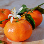 Live Satsuma Mandarin Tree Plant in 1 Gallon Pot, Sweet Tangerine Citrus Tree Suitable for Patio or Outdoor Garden Growing
