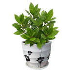 Laurus Nobilis Bay Leaf Tree Plant Live, 8 Months Old Bay Laurel Sweet Bay Live Plant for Planting, Fragrant Bayleaf Tree, Bare Root, Well-Rooted Plant Live