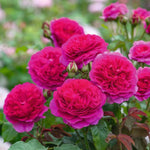 6 Months Old Climbing Rose Live Plant, Well Rooted 5-9" Tall, No Leaf, Ready to Plant Indoor Outdoor, Climber Rose Bush, Hybrid Tea Rose Like, Very Fragrant, Long Bloomer (Purple)