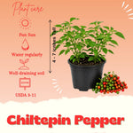 Chiltepin Pepper Live Plants, Hot Chili Pepper Plant, 4-7 Inch Tall in Pot