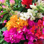 Set 2 Mixed Bougainvillea Plants Live, Flowering Bougainvillea Vine 4-8 Inches Tall, Climbing Plant for Outdoor Garden and Trellis