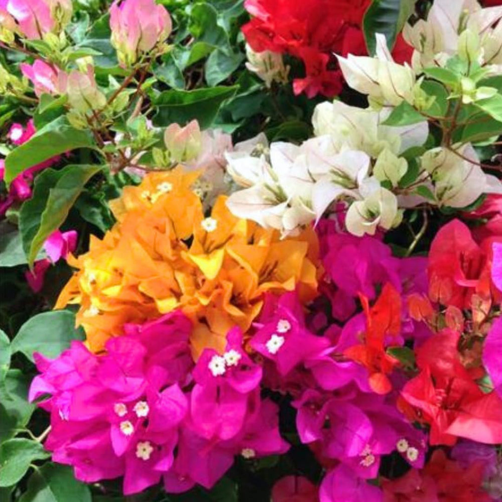 Set 2 Mixed Bougainvillea Plants Live, Flowering Bougainvillea Vine 4-8 Inches Tall, Climbing Plant for Outdoor Garden and Trellis