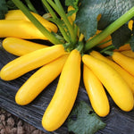 2 Yellow Zucchini Plants Live, 4 Inc Potted, Fast Growing Squash Vegetable Garden Plants