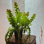Fishbone Cactus Plant Live, Succulents Plant Live, 4 Inches Pot, Houseplant, Pink Epiphyllum Flower Cactus Live Plant for Home Decoration