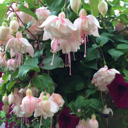 2 Light Pink Fuchsia Live Plants 4-7'' Tall, Hardy Hanging Basket Flower Plant, Shade Loving Blooming Fuchsia Starter Plants