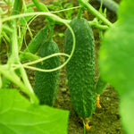 2 Cucumber Plants Live Outdoor, 4-7'' Long, Vine Vegetable Starter Plant