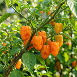 Set 2 Pepper Plants Live for Planting, Pepper Plant, 4-6 Inc Tall, Live Vegetable Plants for Indoor Outdoor Growing (Hot Orange Peppers)