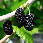 Mulberry Plant Live for Planting 5 to 8 Inch Tall, Sweet Mulberry Fruit Tree, Mulberries Seedling (Illinois Everbearing Mulberry)