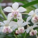 2 White Milkweed Plants Live Starter Size, 5-9" in Tall, Outdoor Planting, Spring Blooms, Cold Hardy, Perennial