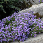 Purple Aster Plants Live for Planting, 3 to 6 Inch Asters Perennial Live Plants, No Pot