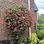 2 Red Honeysuckle Plants Live for Planting, Fragrant Honeysuckle Vine Live Plants, 5-9" Tall, Hardy Perennial Climbing Vine