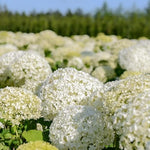 Set 2 Hydrangea Live Plants, Change Colors Hydrangea Bushes Shrubs Trees Live Plants in 4” Pot, Live Hydrangea Well Rooted for Planting (Pink White, Trim as Tree)