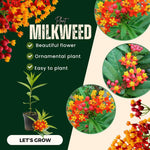 2 Butterfly Milkweed Plants Live, Asclepias Tuberosa Tropical Milkweed Flowers for Butterfly Garden, 4-9" Tall Perennials, No Pot Included (Red Milkweed)