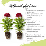 2 Deep Red Milkweed Plants Live, 5-8 Inch Tall, Butterfly Milkweed Asclepias Tuberosa Plant for Perennial Flower