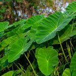 Vietnamese Taro Plant, 3-6" Tall, Taro Plant in Pot, Edible Tropical Plant for Garden Growing