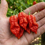 Red Pepper Plants Live for Planting, 2 Bhut Jolokia Pepper Seelings in Pot, 4 to 6 Inches Height, Well Rooted for Outdoor Garden