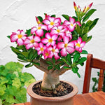 Adenium Desert Rose Plant Live, Desert Rose Live Plant, Succulent Plants from 4 to 7 Inch Long, Gardening Indoor Outdoor (Pink)