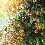 Live Longan Tree Plant, Sweet Longan Fruit Tree Starter for Home Garden, 5-8 Inch Tall