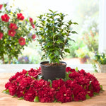 Red Rose of Sharon Bush Live, Garden Shrub, 6-14 Inch Tall