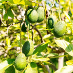 HASS Avocado Tree Live Plant in Half Gallon Pot, 8-16" Tall Seedling, Cold Hardy Avocado Plant for Indoor or Outdoor Growing