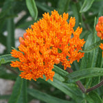 2 Orange Milkweed Plants Live, 5-8 Inch Tall, Butterfly Milkweed Asclepias Tuberosa Plant for Perennial Flower