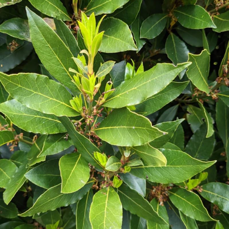 Laurus Nobilis Bay Leaf Trees Live Plants, 5-9 Inc Bay Laurel Sweet Bay Live Plant for Planting, Fragrant Bayleaf Tree, No Pot, Well-Rooted Plant Live