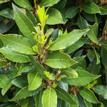 Laurus Nobilis Live Plant, Bay Leaf Tree, Fragrant, Bare Root, 4 to 7 Inc Well-Rooted, Bay Laurel Sweet Bay Live Plant for Planting