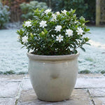 Frostproof Jasmine Plant Live 4-7 Inches Tall, Fragrant Flowering Vine for Garden, Patio Containers and Indoor Growing