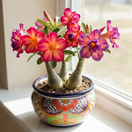 3 Mixed Desert Rose Plants Live, 4-7 Inches Tall, Colorful Adenium Succulent Flowering Plants for Garden and Indoor Pots