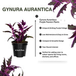 2 Gynura Aurantiaca Purple Passion Plants Live, 4-9 Inch Tall, Purple Passion Velvet Plants Live House Plant to Grow